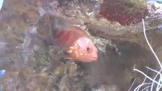 Pelicier&rsquo;s Perchlet (Plectranthias pelicieri)