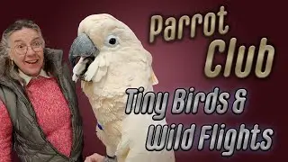 Zoomies at Parrot Club - Tiny Friends, Wild Flight and Treats