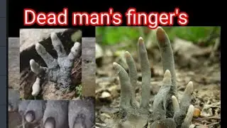 dead man's finger's|| shorts
