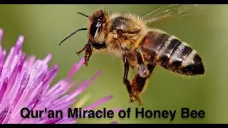Qur'an's Miracle of Female Honey Bees