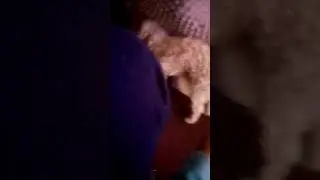 Mi perro quiere que rasque