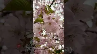 Sakura blooms in Ontario 🌸 #sakura #cherryblossoms #season #spring #blossomseason #fyp #fypシ゚viral