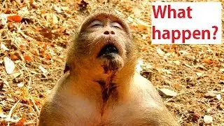 What happen problem monkey Sweetpea?, Sweetpea shaking mouth after drink water