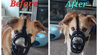 How to Shape (and reshape) a Baskerville Muzzle 