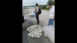 Brooklyn Canarsie pier | catch delicious sprat fish by cast net