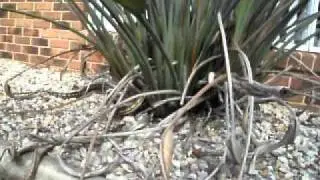 not your average garden visitor.AVI