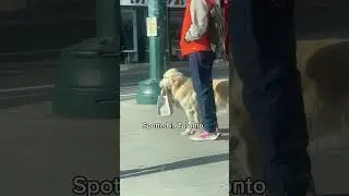 ✨ I like my sootcase ✨ #Dogs #Cute #Toronto #Canada  #DogLife #GoldenRetriever