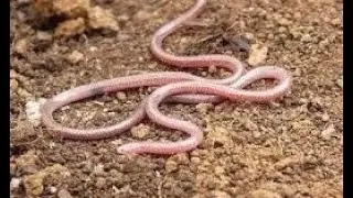 Myriopholis macrorhyncha
