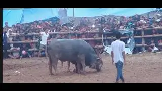 Tedong Silaga || Roberto (win) vs Pasundan 02