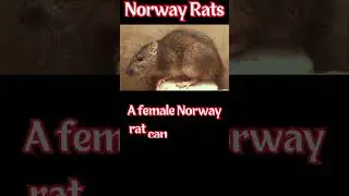 Didn't know that about Norway rats.