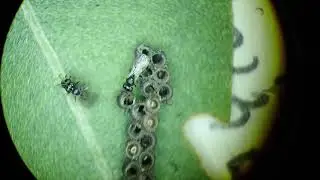 Scelionidae (parasitoid wasps) mating after hatching from Piezodorus lituratus eggs