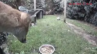 Early Fox claims all the chicken. 🦊🍗🤗😂