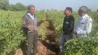 પ્રાકૃતિક ખેતી - તુવર #trending #maheshrajpuriya #ytstudyo #neturalfarming #prakrutikkheti #mkraj 