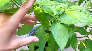 Ghost Peppers Ripening and Turning Red