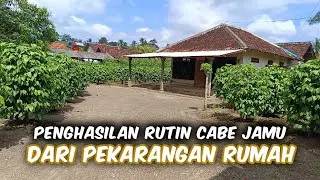 Cuan Dari Pekarangan Dengan Cabe Jamu‼️Panen Tiap 2 Minggu, Penghasilan Diatas UMR