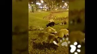 The kennedy park cats dinner every day