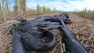 Wow amazing fishing! a lot of catch catfish catch by Skill hand a fisherman