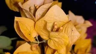 Amazing flower blooming 🌸🌸 || Gach lagan Pran bachan | flower |nursery flower