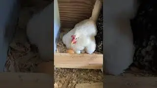 Why this CHICK has SPOTS & EXTRA TOES! #homestead #chicken #learn #storytime #nerd #animals #chick