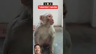 talented monkey 😂😂#realfoolshorts #comedy #shorts