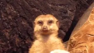 Miracle Mash'Allah!!  Zakir Naik Cures Insomnia in Meerkats!