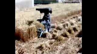 حصاد القمح في  نوبا