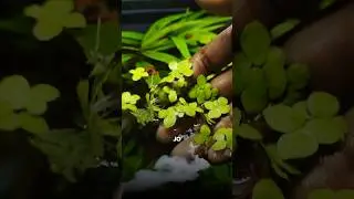 Low-tech plants✅for your☘️aquarium || planted tank ||#aquarium #tank