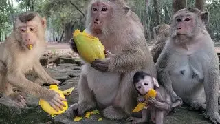 Feeding adorable monkey Snoopy,Baly,Jimmy, Mollie and Brianna for snacks at evening💗🐒🥭