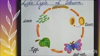 Life cycle of silkworm..🍀 Diagram Step by Step.. ✍🏻✨