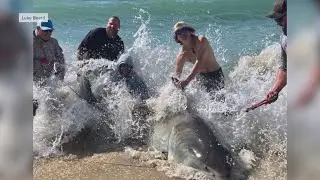 Fishermen catch, release massive Great White off Cape Hatteras | WSOC-TV
