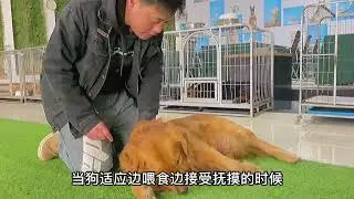 膽小敏感的狗前期怎麼取得信任。#训犬 #萌宠 #狗狗 #生活