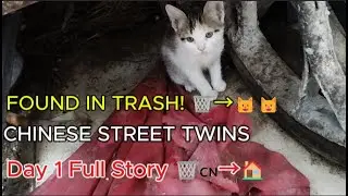Rescuing 2 RARE Native Chinese Street Cats from Market Trash 🗑️🇨🇳
