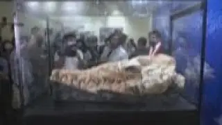 36-million-year-old cetacean fossil found in Peru
