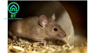 Brisbane Pest Control Experts | Safe & Reliable Pest Management Services in Australia