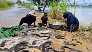 amazing fishing - catching a lot of fish on the road in the flood season at field by hand skill
