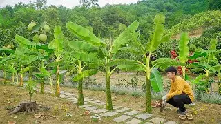 Country Life: Orphan Boy Building Banana Garden From Scratch After Drought Killed All Crops
