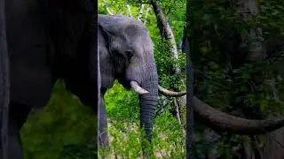 #elephant #forest #animals #animal #tamilnaduvlog #tamil #zoologicalpark #zoo #amazon #vlog #shorts