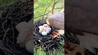 Falcon bird is feeding meat to its babies (P 1) #shorts