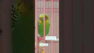 Change ur vet before its too late #birds #budgies #health #vet #care #love #family  #Lucknow #India
