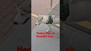 Heskey Dog beautiful eyes... #ukdog #uk #puppy #uk #cute #rottweiler