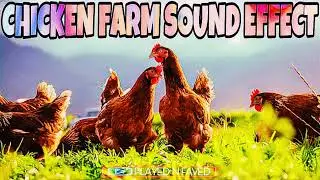 Chicken Farm Sound Effect