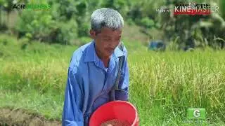 Rice crop management