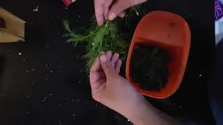 SHEPU MOONG DAL Bhaji | How to Prepare Dill