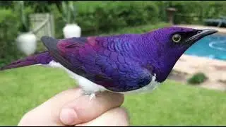 every cute bird in purple colour 💐