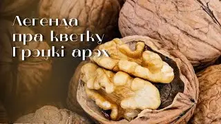 Легенда пра кветку. Грэцкі арэх