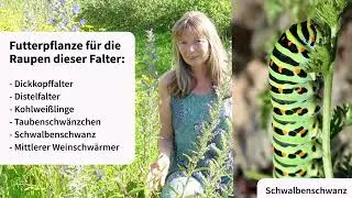 Natternkopf (Echium vulgare)