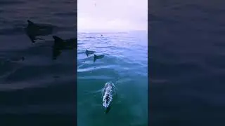 Playful DOLPHINS pop up by our research boat #shorts #dolphin #playful