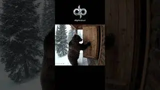 Security Cam Captures Bear Breaking Into Cabin! 🐻📹