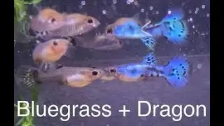 Bluegrass Green Dragon Guppy cross results and cross breeding plans.