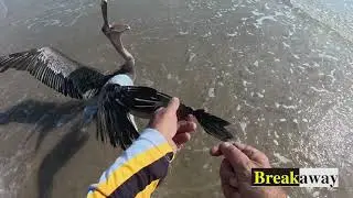 How to deal with a Pelican tangled in your line.